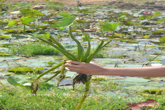 Limnophyton obtusifolium